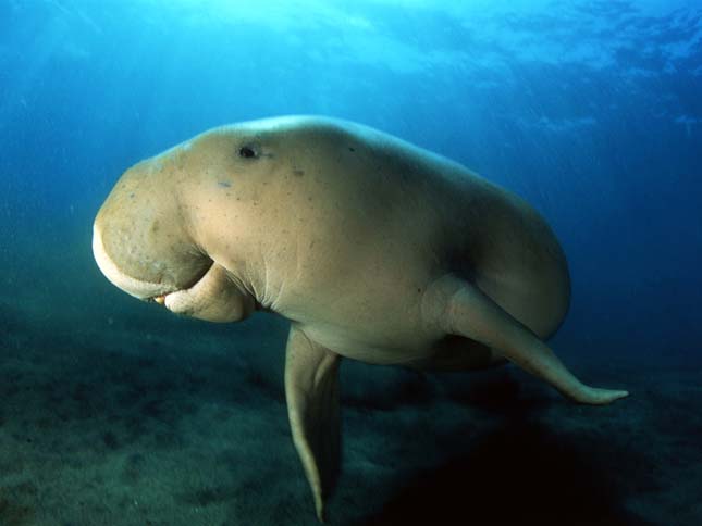 Dugong