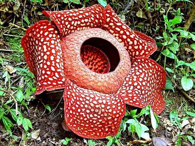 Rafflesia arnoldii