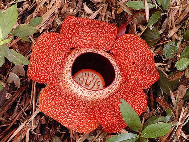 Rafflesia keithii