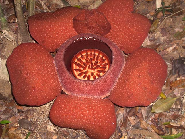 Rafflesia kerrii