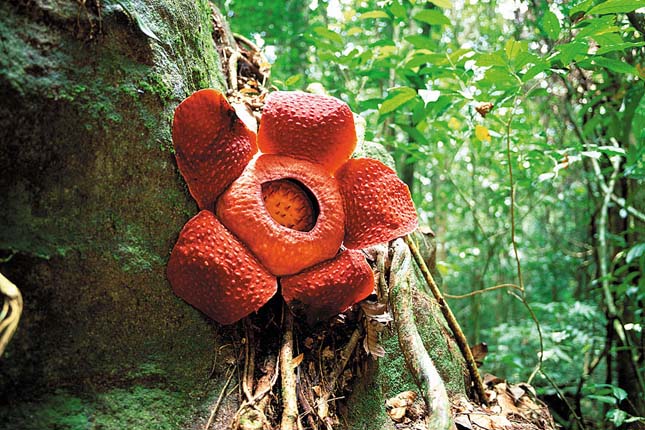 Rafflesia tuan-mudae