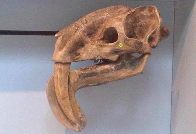 Thylacosmilus koponyája