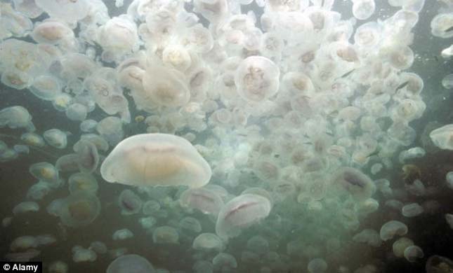 1Elözönlötték a medúzák Anglia partjait