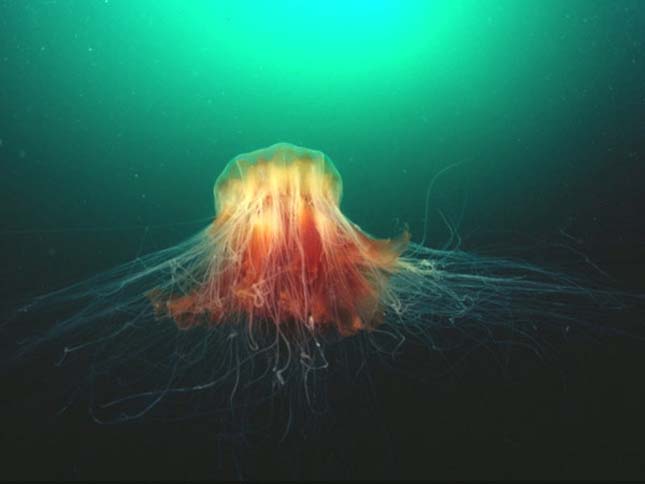 Elözönlötték a medúzák Anglia partjait