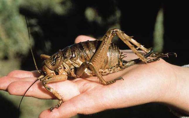 A világ legnagyobb rovarja - a Weta szöcske