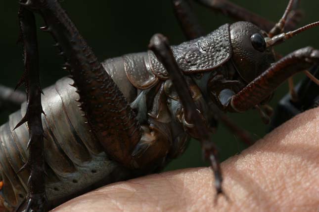 A világ legnagyobb rovarja - a Weta szöcske
