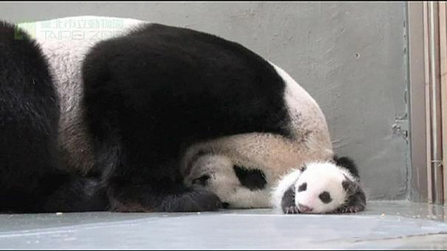 panda