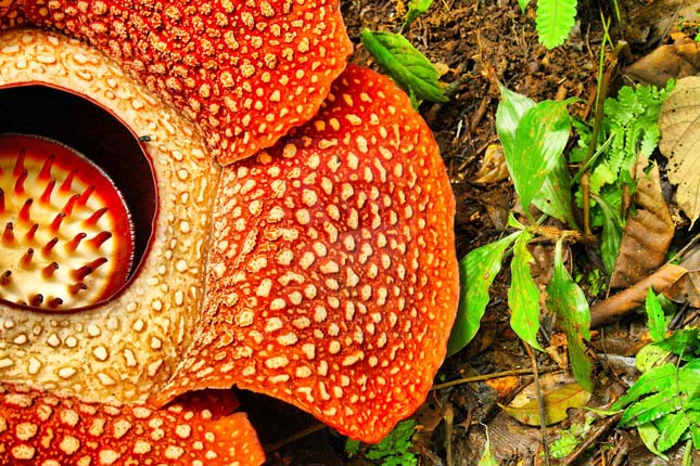 Rafflesia arnoldii