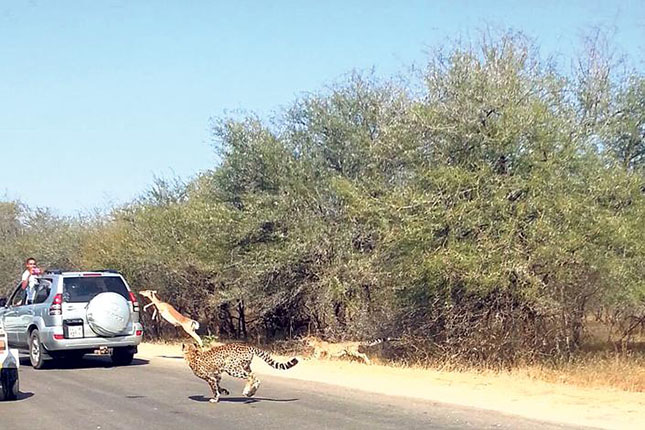 impala