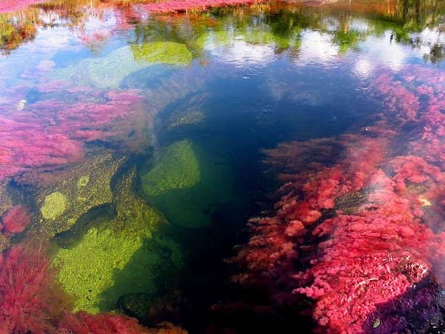 Caño Cristales - Kolumbia