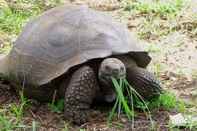 Geochelone elephantopus porteri