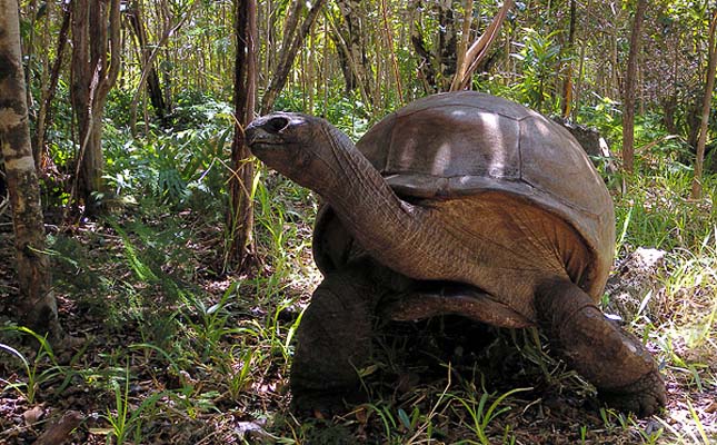 Geochelone gigantea