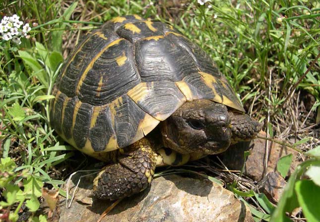 Testudo hermanni