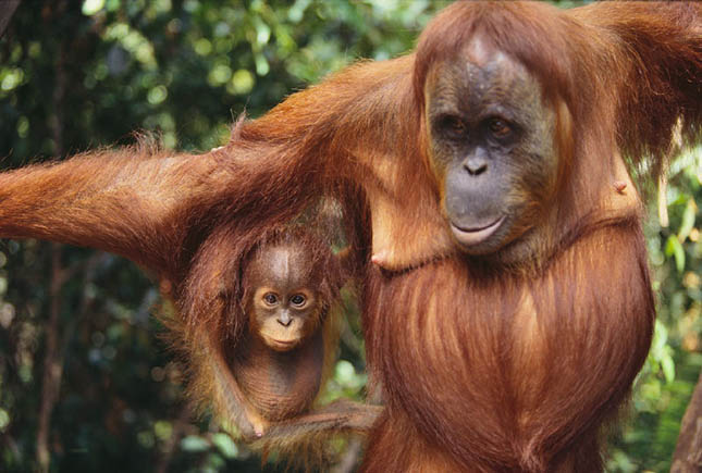 orangutans