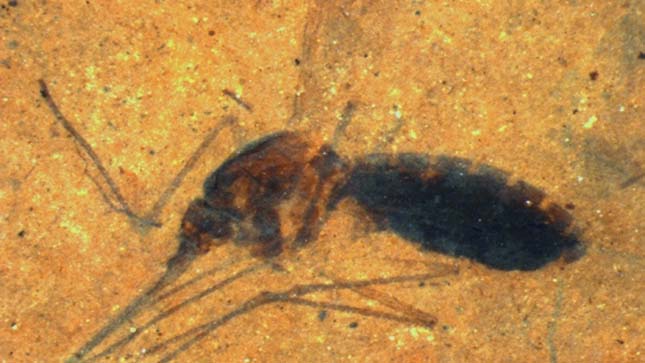 Vért találtak egy 46 millió éves szúnyogban