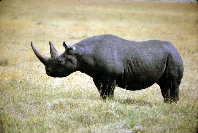 nyugati fekete rinocérosz 