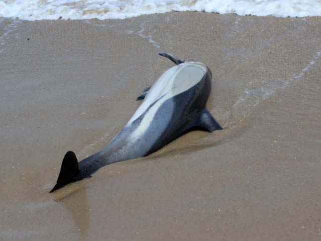 delfinpusztulás