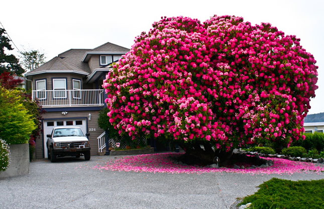 rododendron