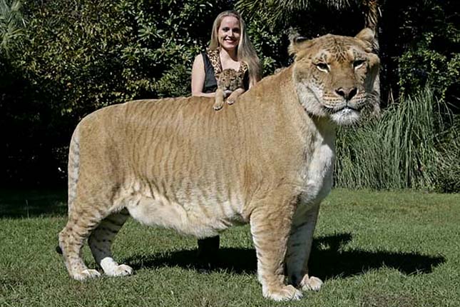 Liger