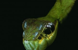 Egy hernyó, aki kígyó formájával védekezik a ragadozók ellen