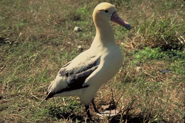 rövidfarkú-albatrosz