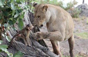 Egy páviánkölyök elképesztő megmenekülése