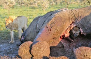 Egy elefánt tetemében talált menedéket egy hiéna