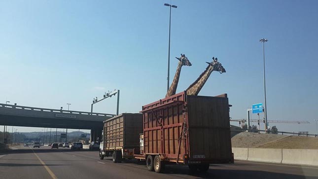 Giraffe-Bridge