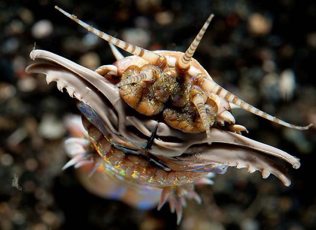 Tengeri gyurusfereg. A legijesztőbb tengeri féreg | Érdekes Világ