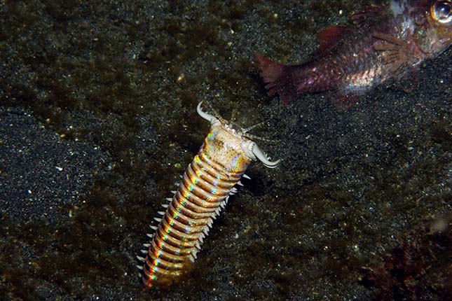 férgek élete mit tud enni egy felnőtt giardiasis esetén