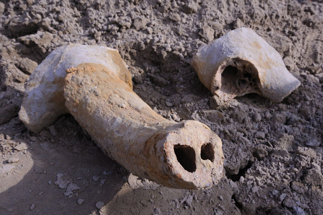 Jégkori õsbölény maradványait találták meg Szegeden