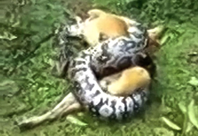 Dog Escapes from a Python
