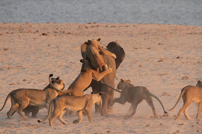 lions-attack-elephant