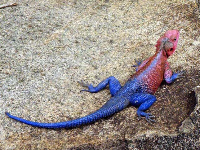 male agama MbuziMawe Camp Serengeti 7 feb 2009 db