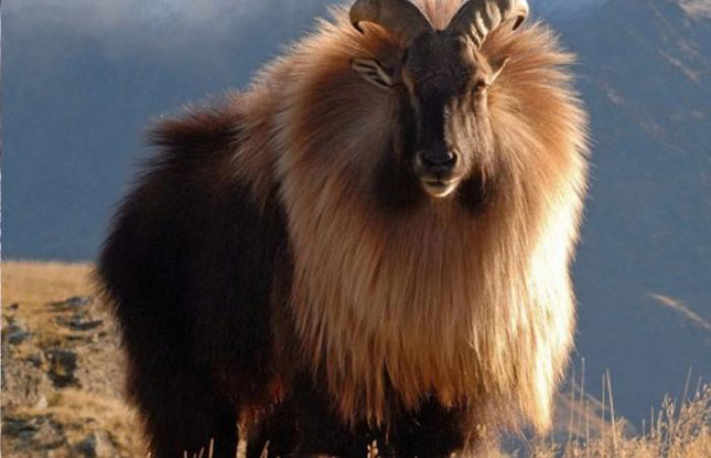 tahr-2