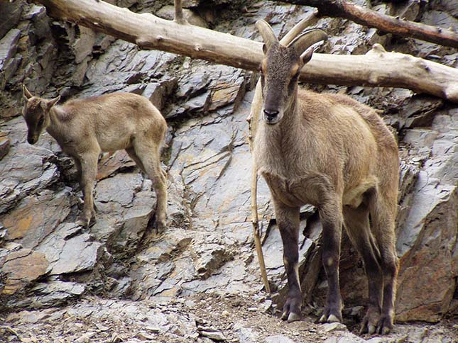 tahr-3