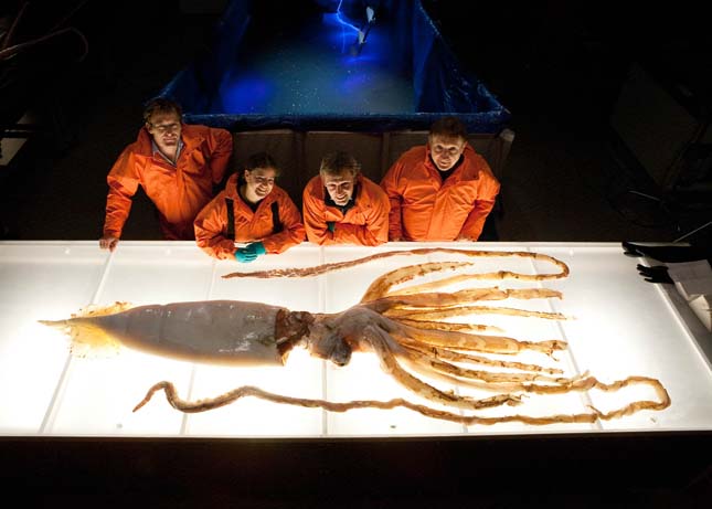 Inside Nature’s Giants - Squids