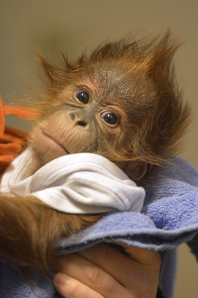 Angliába viszik az elárvult orangután kölyköt