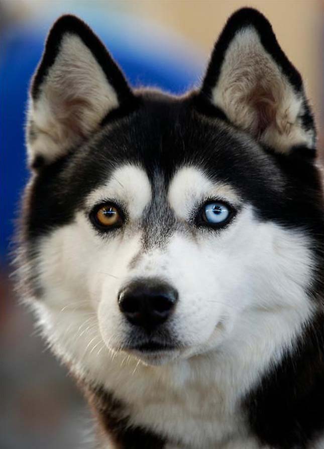 husky