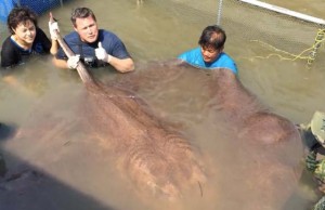 4 méteres óriásráját találtak Thaiföldön