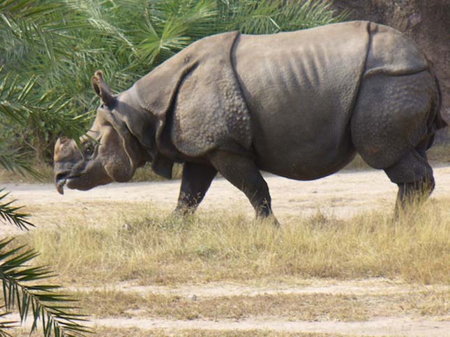 indian rhino