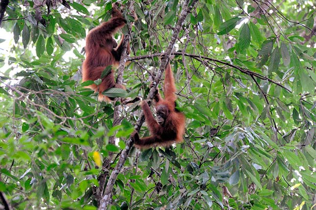 orangutanok
