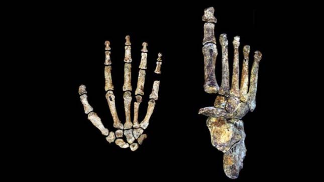 homo-naledi-csontok