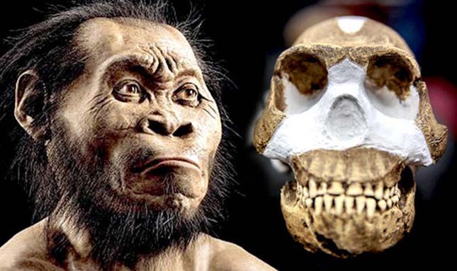 homo-naledi