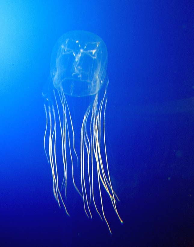 meduza-2