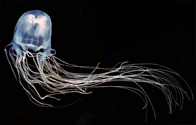 meduza