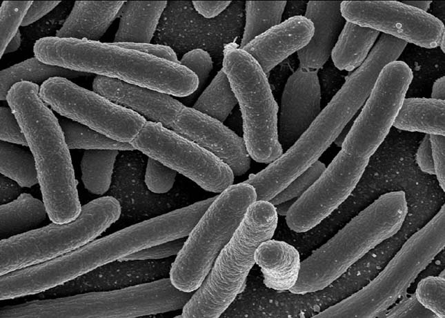 bakterium
