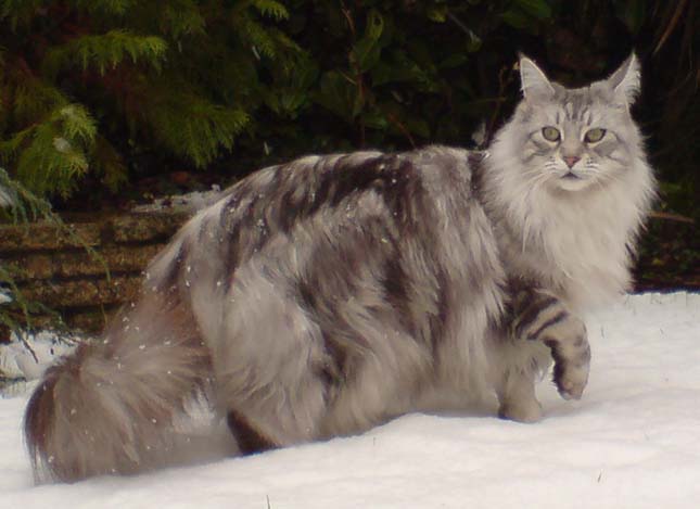 main-coon-telen