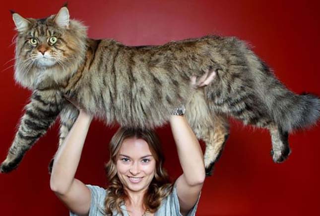 main-coon