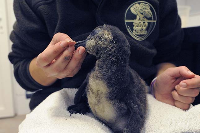 Gondozó nevel egy pingvinfiókát a szegedi vadasparkban